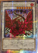 【受注発送】アジア版　ブラック・ローズ・ドラゴン(25thシークレットレア)